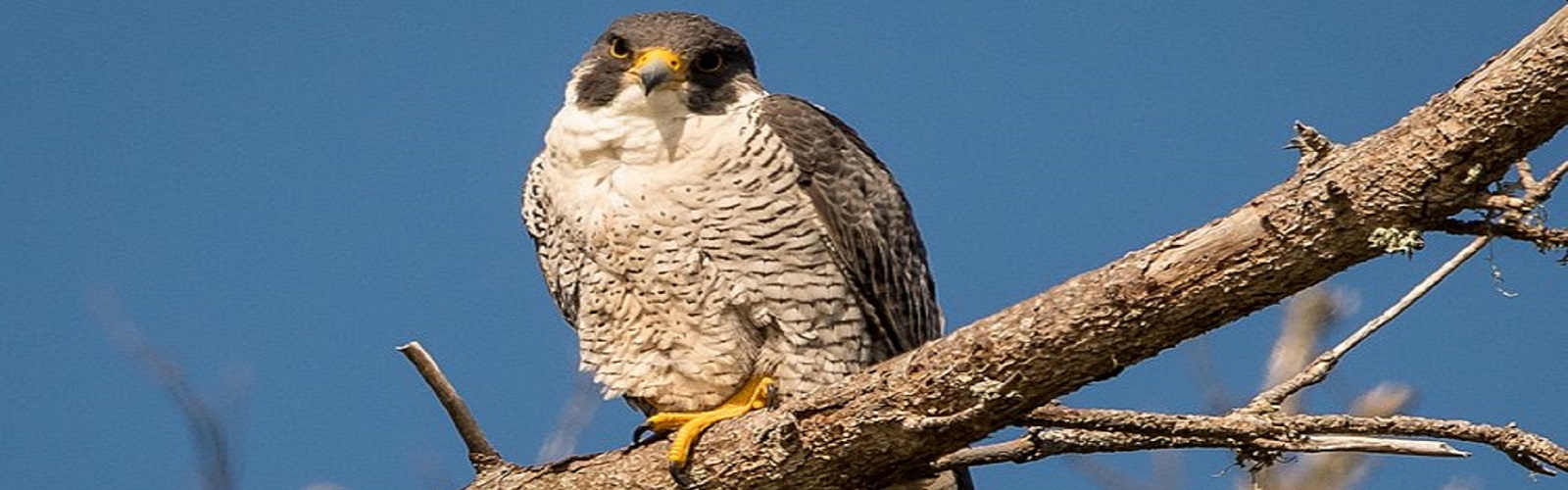 Perrigrine Falcon